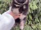 Disponible chiot spitz allemand 