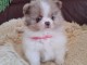 Je donne chiot spitz allemand 