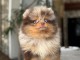 Spitz nain disponible de suite 
