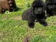 chiot terre neuve disponible pour adoption 