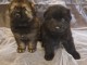 chiot berger allemand &agrave; donner femelle et m&acirc;le 