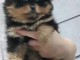 chiot spitz nain disponible 