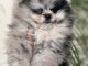 chiot spitz nain disponible pour adoption 