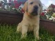 Chiots Labrador Retriever