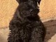 Chiots Schnauzer Miniature Noir