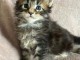 Magnifiques chatons Maine coon LOOF