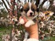 Petit chiot Welsh Corgi Pembroke male a donner 