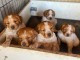 Adoption chiot &eacute;pagneul breton &agrave; donner 