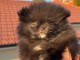 Spitz nain Pom&eacute;ranie adorable &agrave; adopter 
