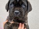 chiot cane corso a donner femelle aux yeux bleus 
