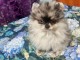 chiot spitz nain Pom&eacute;ranie disponibles 
