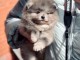 Chiot spitz nain disponible 