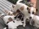 Disponible chiots jacks Russell 