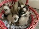 Disponibles chatons siamois 