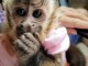 B&eacute;b&eacute; singe capucin disponible a donner 
