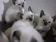 &Agrave; donner chaton siamois 