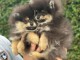 chiot spitz nain Pom&eacute;ranie disponibles 