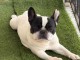 chiot bouledogue fran&ccedil;ais &agrave; donner 