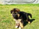 chiot berger allemand adorable 