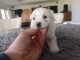 chiot bichon maltais m&acirc;le a donner 