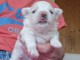 chiot bichon maltais m&acirc;le a donner 
