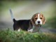 chiot beagle lof femelle a donner 