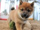chiot type Shiba inu a donner femelle 
