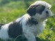 A donner contre bon soin chiot Shih Tzu 
