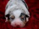 chiot berger australien m&acirc;le adorable 