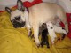 Annonce chiot bouledogue fran&ccedil;ais 