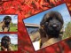 chiot berger allemand femelle a donner 