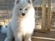 &Agrave; adopter chiot samoy&egrave;de disponible 