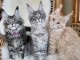Adoption chatons maine coon m&acirc;le et femelle 