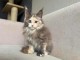 Chatons maine coon adorable a adopt&eacute; 
