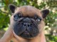 chiot bouledogue fran&ccedil;ais disponible pour adoption 