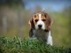 chiot beagle &agrave; adopter 