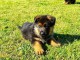 chiot berger allemand &agrave; adopter 