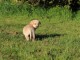 chiot labrador retriever pour adopter 