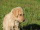 Labrador retriever m&acirc;le a donner 
