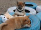 chiot Shiba inu a donner 