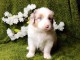 chiot berger australien m&acirc;le adorable 
