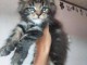 chaton Maine coon a donner avec &ccedil;a maison 