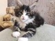 Adorable chaton Maine coon 