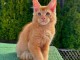 Magnifique chatons maine coon disponible 