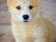 Chiots Welsh Corgi Pembroke