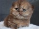 Chatons British Shorthair et Longhair a donner 