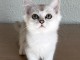 Chaton Burmese anglais (Burmilla...)
