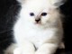 Chatons ragdoll adorable a donner 