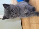 chaton chartreux a donner femelle 