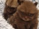 b&eacute;b&eacute; chiot spitz nain disponible 